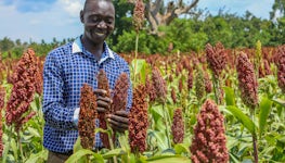 Sorghum